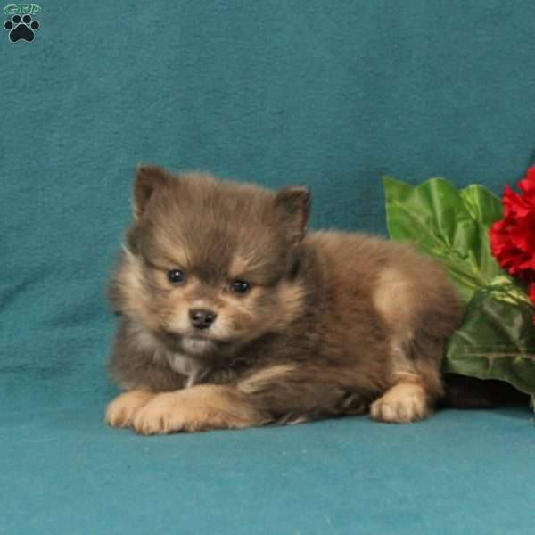 Edison, Pomeranian Puppy
